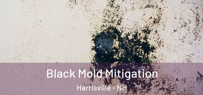  Black Mold Mitigation Harrisville - NH
