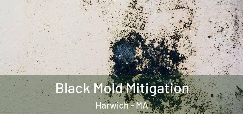 Black Mold Mitigation Harwich - MA