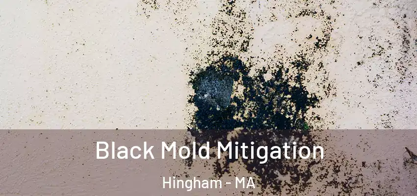 Black Mold Mitigation Hingham - MA