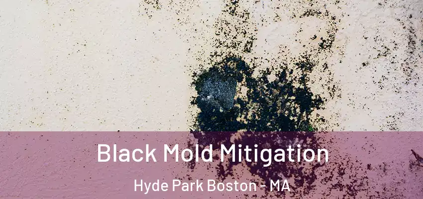 Black Mold Mitigation Hyde Park Boston - MA