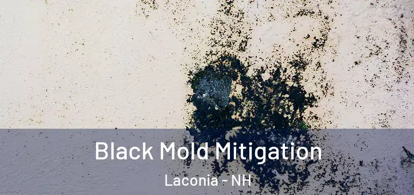 Black Mold Mitigation Laconia - NH