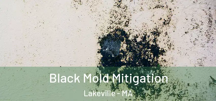 Black Mold Mitigation Lakeville - MA