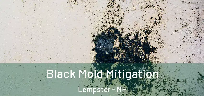  Black Mold Mitigation Lempster - NH