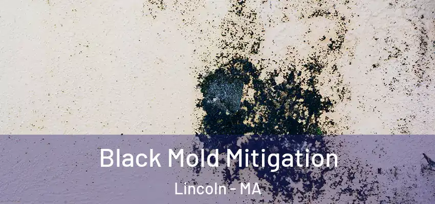 Black Mold Mitigation Lincoln - MA