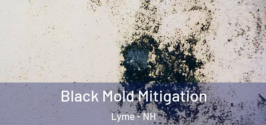 Black Mold Mitigation Lyme - NH