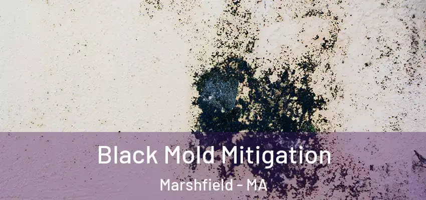  Black Mold Mitigation Marshfield - MA