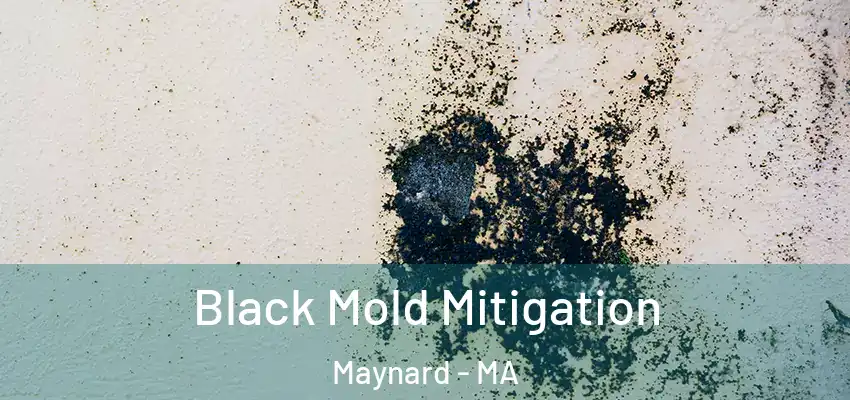 Black Mold Mitigation Maynard - MA