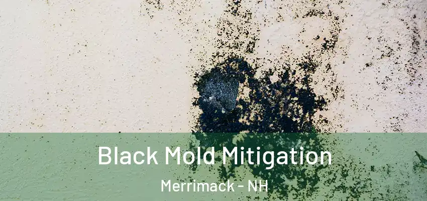 Black Mold Mitigation Merrimack - NH