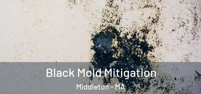  Black Mold Mitigation Middleton - MA
