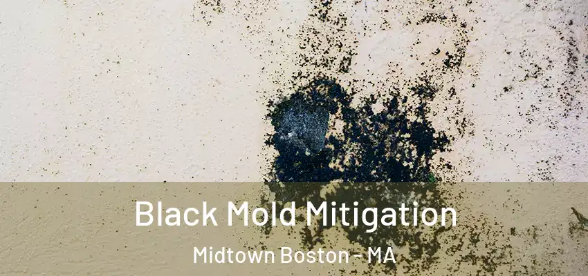  Black Mold Mitigation Midtown Boston - MA