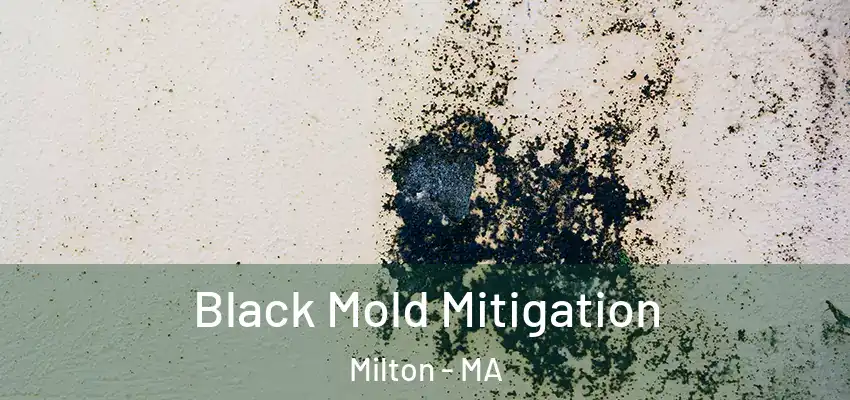  Black Mold Mitigation Milton - MA