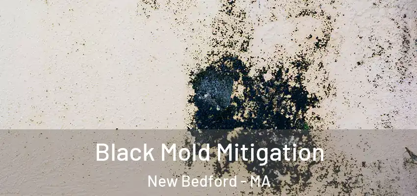 Black Mold Mitigation New Bedford - MA