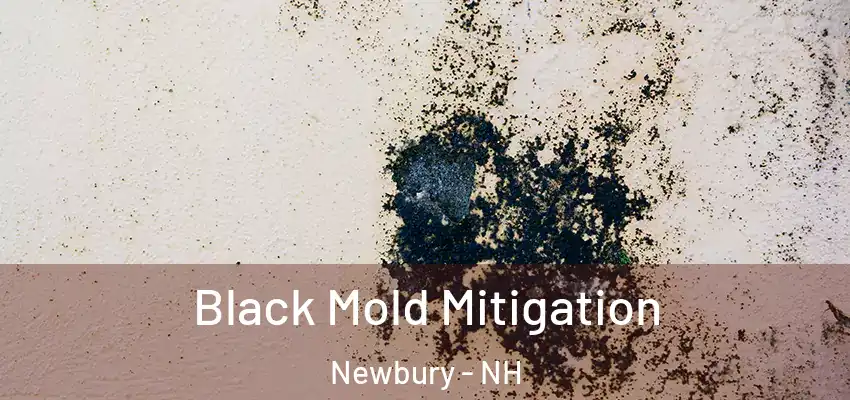 Black Mold Mitigation Newbury - NH
