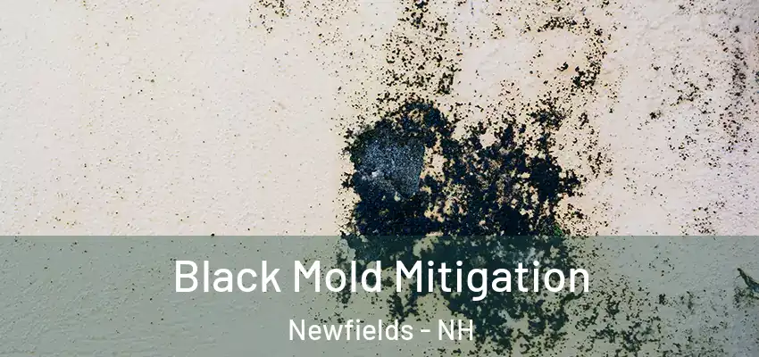 Black Mold Mitigation Newfields - NH