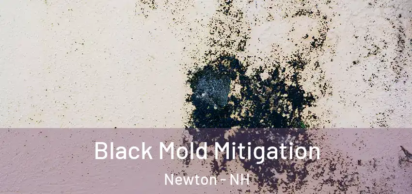 Black Mold Mitigation Newton - NH
