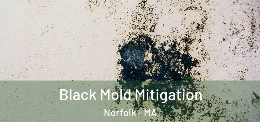 Black Mold Mitigation Norfolk - MA