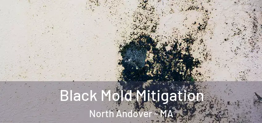  Black Mold Mitigation North Andover - MA