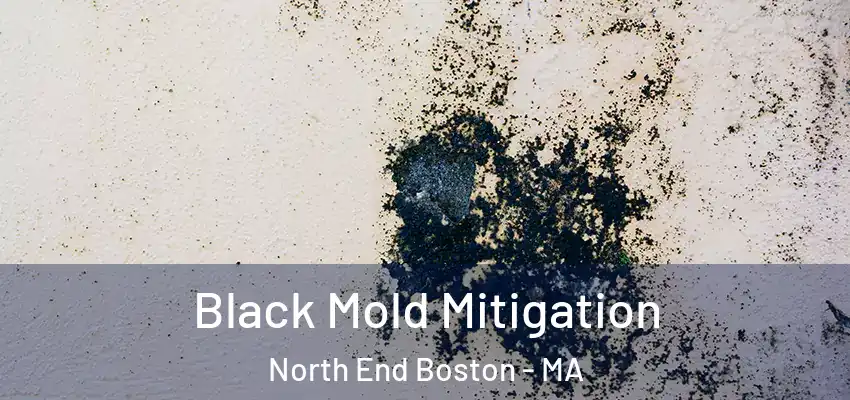  Black Mold Mitigation North End Boston - MA