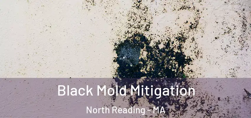 Black Mold Mitigation North Reading - MA