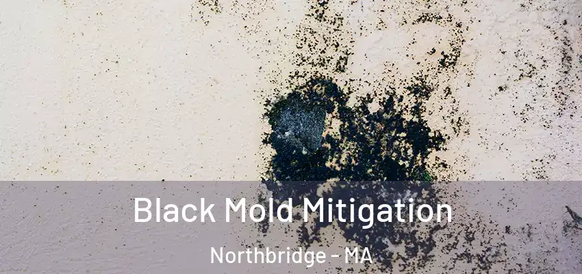 Black Mold Mitigation Northbridge - MA