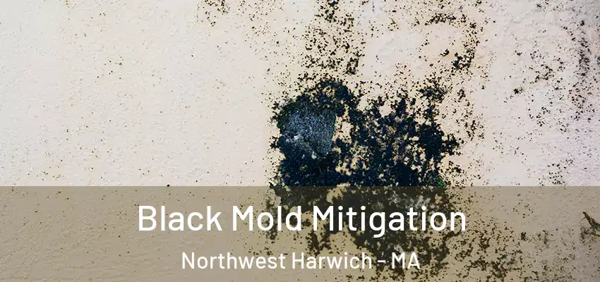  Black Mold Mitigation Northwest Harwich - MA