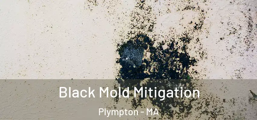  Black Mold Mitigation Plympton - MA