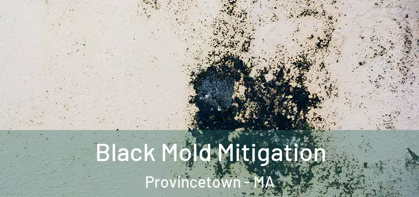 Black Mold Mitigation Provincetown - MA