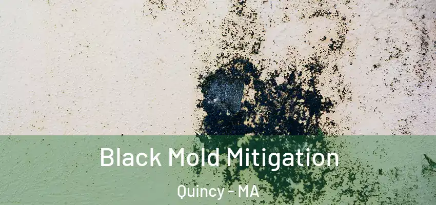 Black Mold Mitigation Quincy - MA