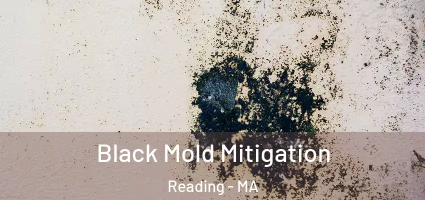 Black Mold Mitigation Reading - MA