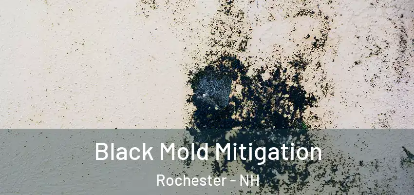 Black Mold Mitigation Rochester - NH