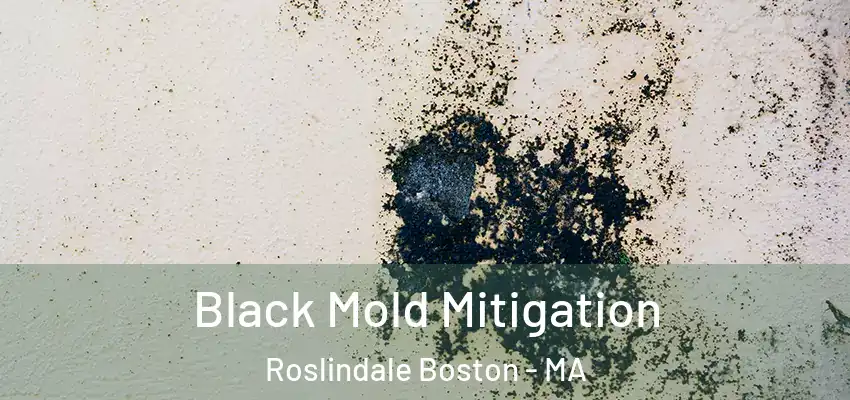  Black Mold Mitigation Roslindale Boston - MA