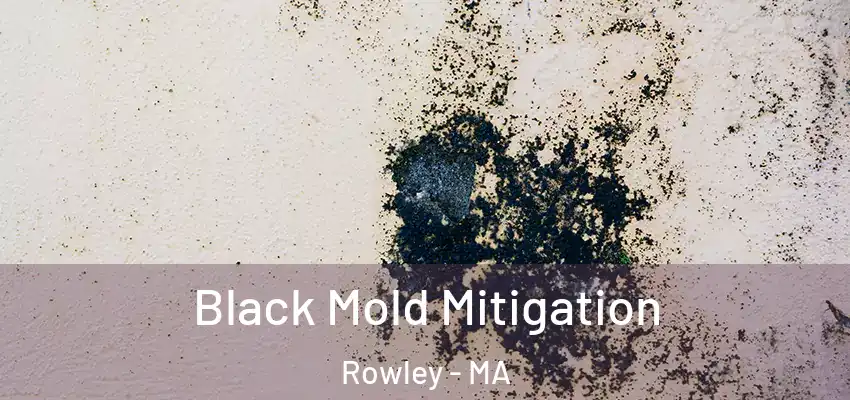  Black Mold Mitigation Rowley - MA