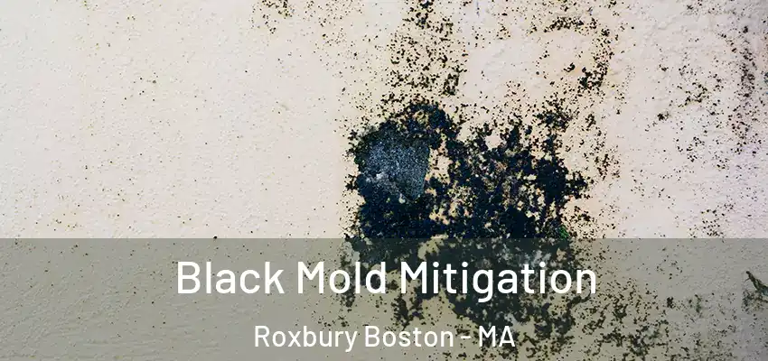 Black Mold Mitigation Roxbury Boston - MA