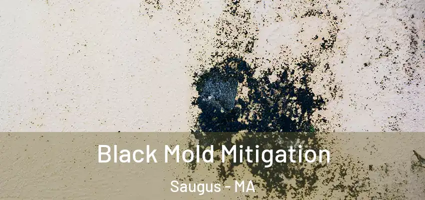  Black Mold Mitigation Saugus - MA