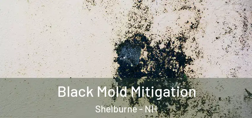 Black Mold Mitigation Shelburne - NH