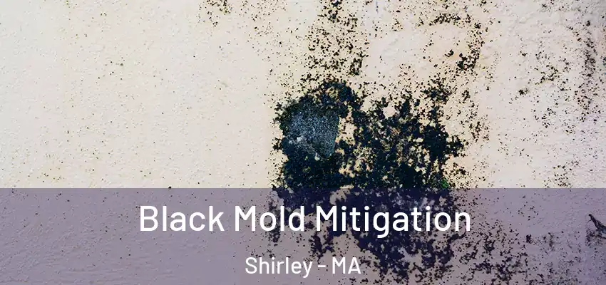 Black Mold Mitigation Shirley - MA
