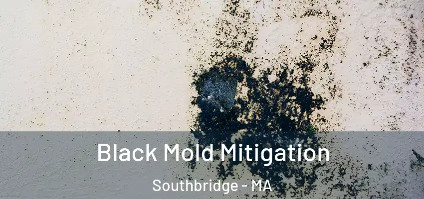  Black Mold Mitigation Southbridge - MA