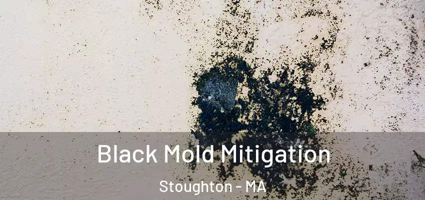  Black Mold Mitigation Stoughton - MA