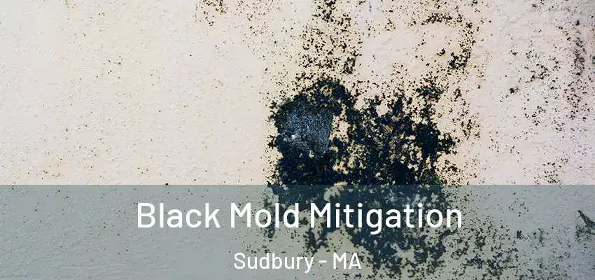  Black Mold Mitigation Sudbury - MA