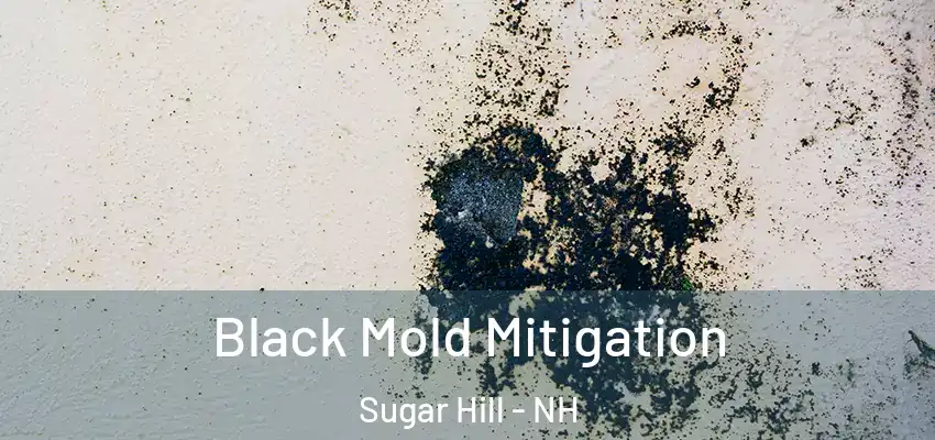 Black Mold Mitigation Sugar Hill - NH