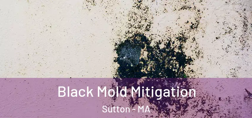 Black Mold Mitigation Sutton - MA