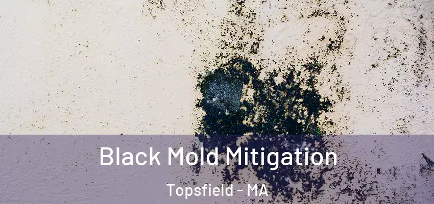 Black Mold Mitigation Topsfield - MA