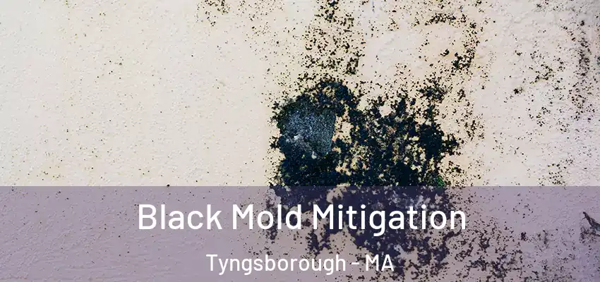 Black Mold Mitigation Tyngsborough - MA