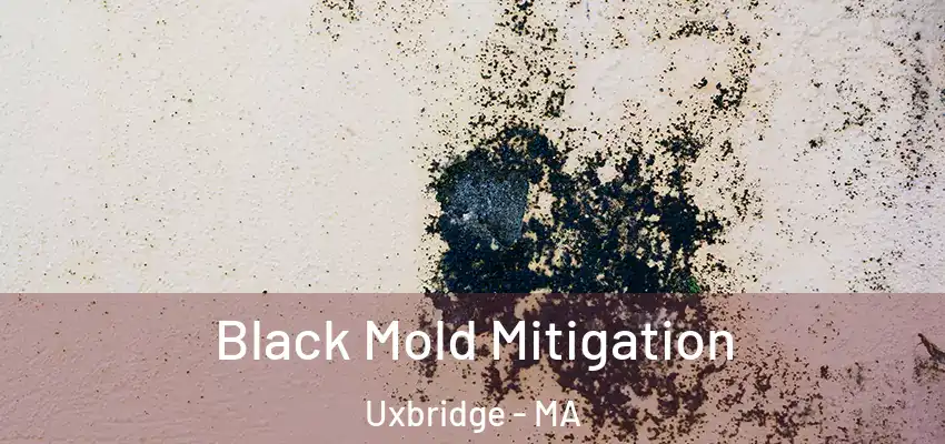Black Mold Mitigation Uxbridge - MA