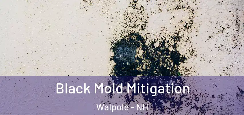 Black Mold Mitigation Walpole - NH