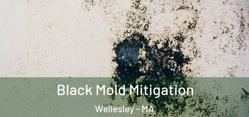  Black Mold Mitigation Wellesley - MA