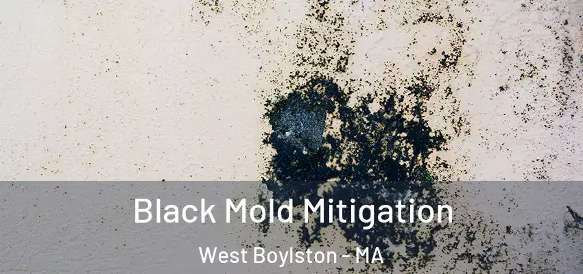 Black Mold Mitigation West Boylston - MA