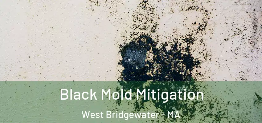 Black Mold Mitigation West Bridgewater - MA