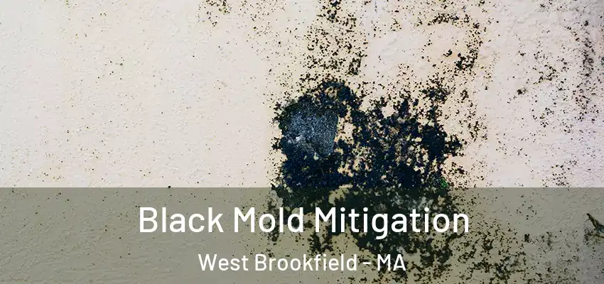  Black Mold Mitigation West Brookfield - MA
