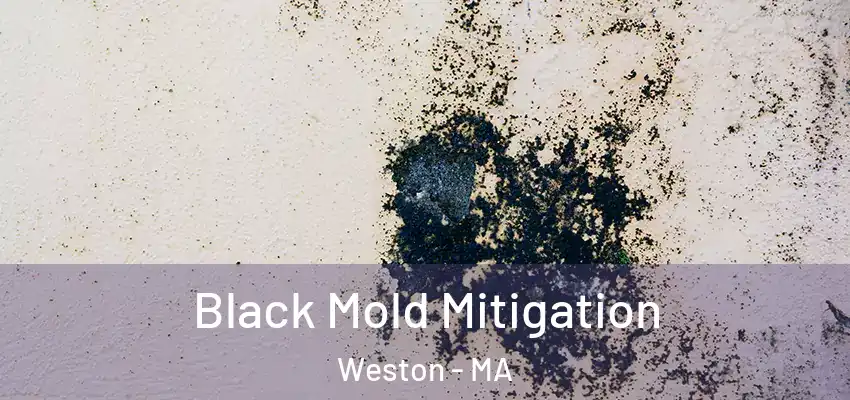  Black Mold Mitigation Weston - MA